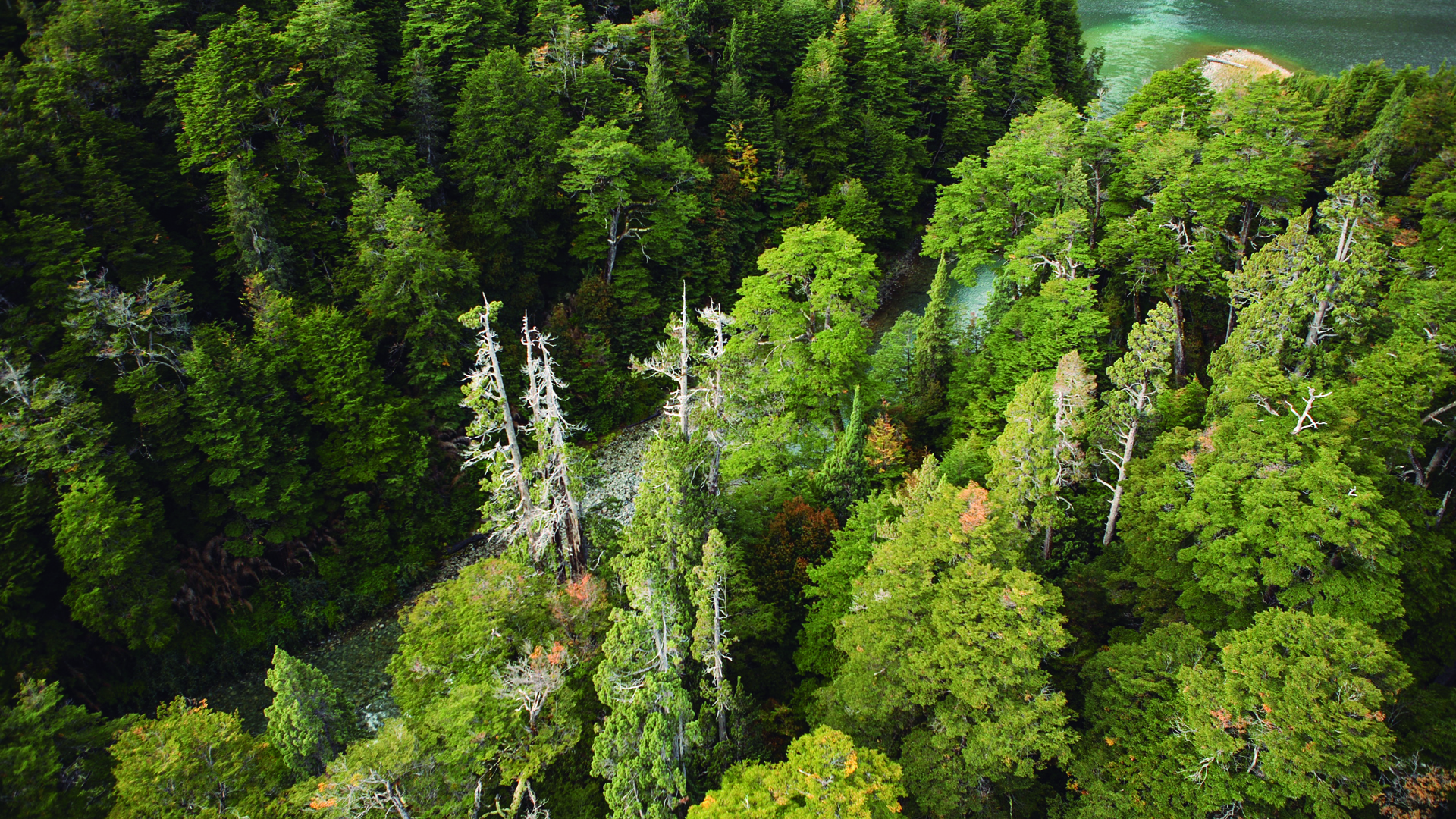 Reverdecer Patagonia